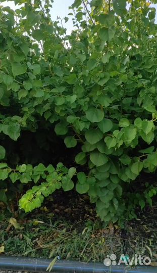 Саженцы абрикос