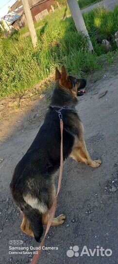 Немецкая овчарка вязка кобель