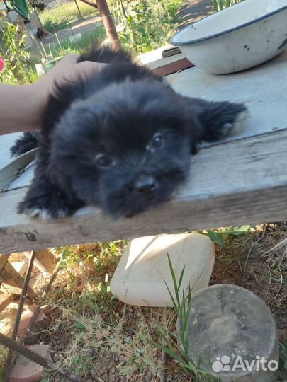 Щенки пекинеса бесплатно