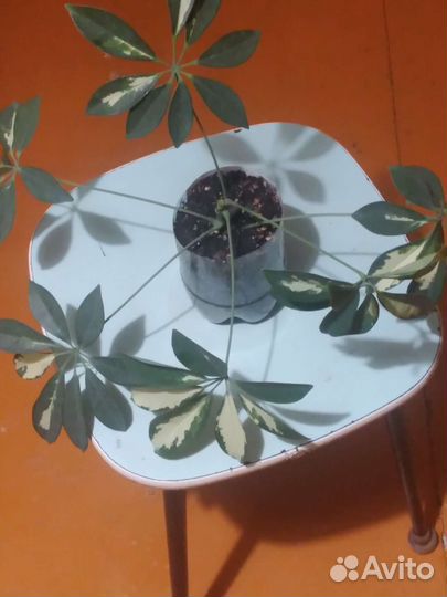 Шефлера и хоста