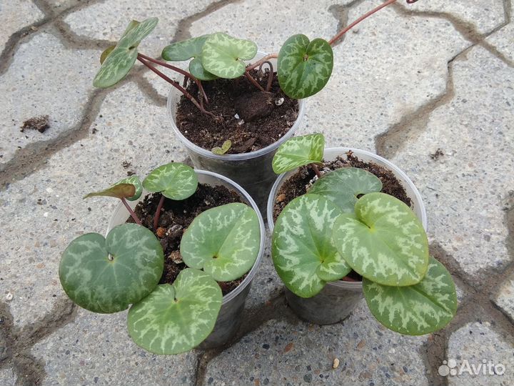 Цикламен европейский (Cyclamen vernum)