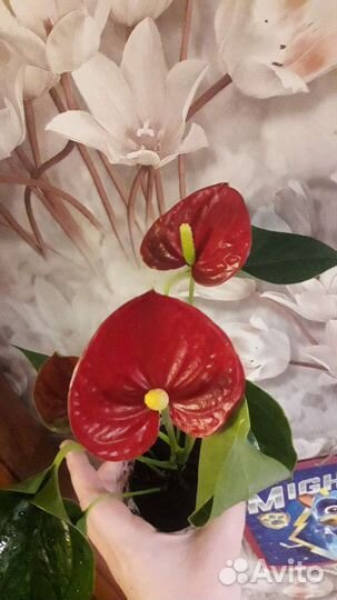 Красный антуриум