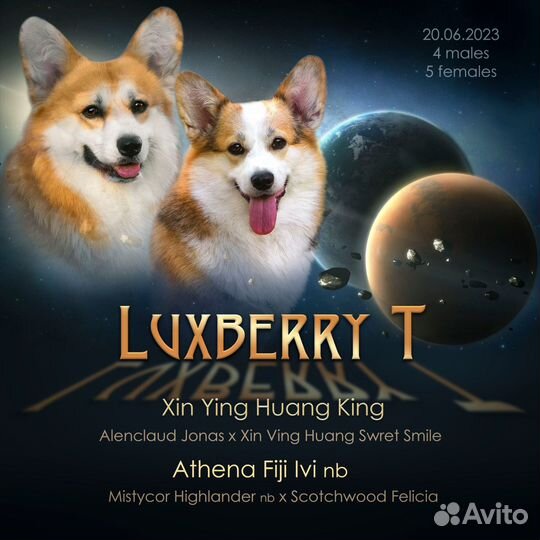 Корги пемброк щенки