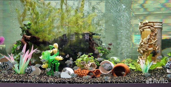 Рыбка цихлида Сапфировый попугай или Голубая панда