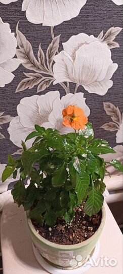 Кроссандра