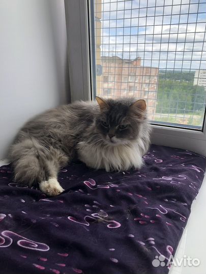 Котик Тиша ищет дом