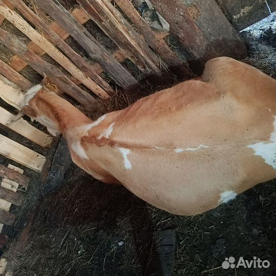 Телята бычки,коровы дойные