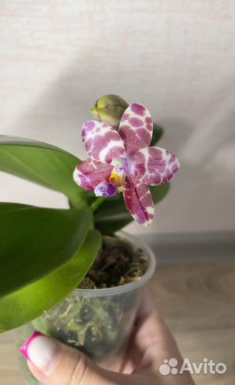 Орхидея фаленопсис ароматная