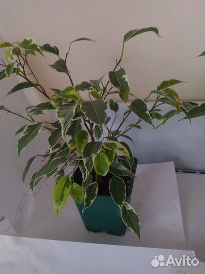 Фикусы разные