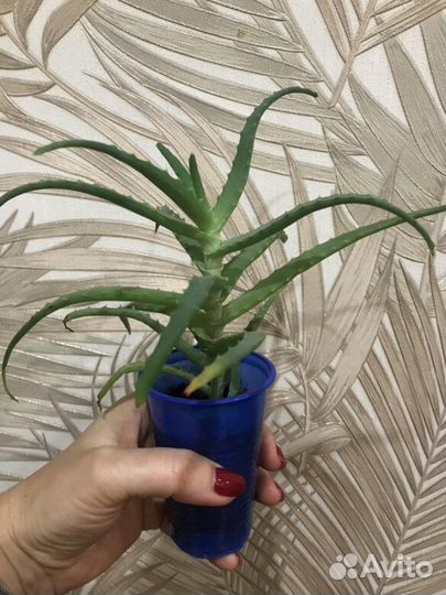 Алоэ Лечебное