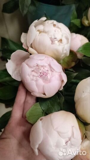 Пионы в Домодедово