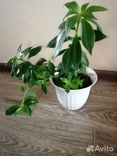 Эсхинантус