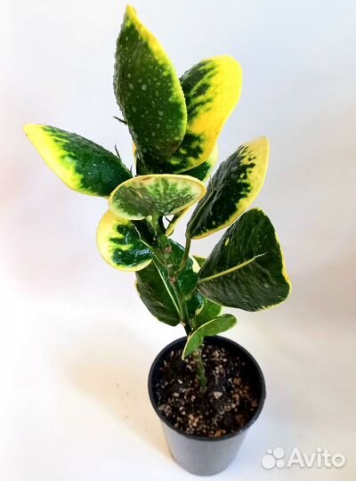 Кротон Тайский ассорти