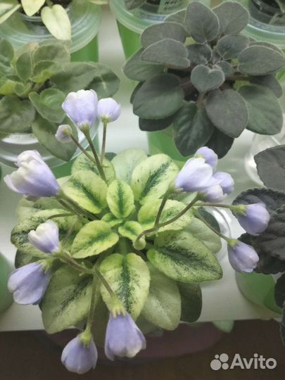 Свежесрезанные черенки мини фиалок