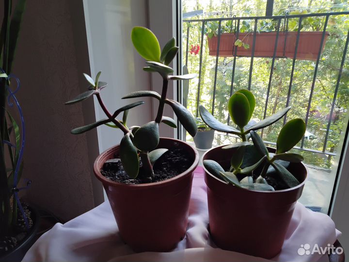 Денежное дерево толстянка