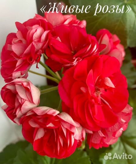 Сортовые пеларгонии