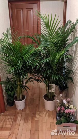 Пальма Арека/Дипсис