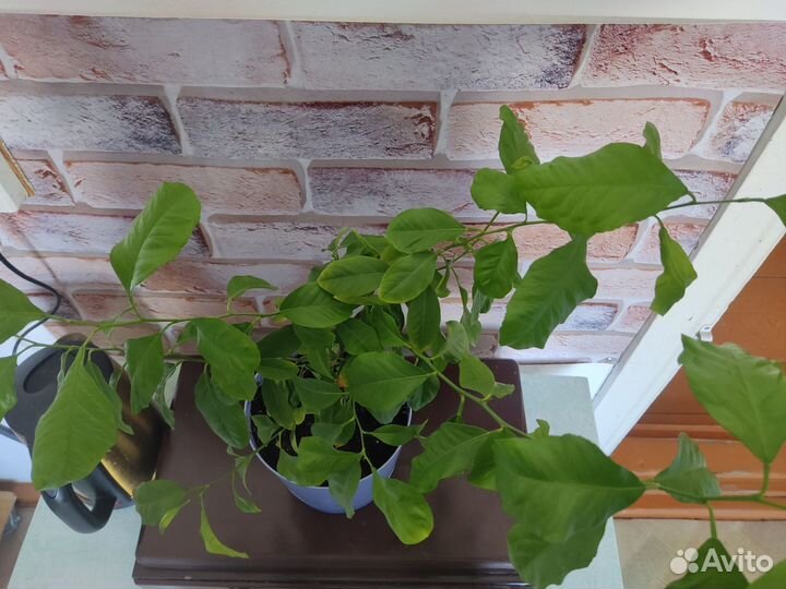 Лимонное дерево