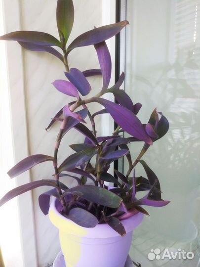 Традесканция Цветок