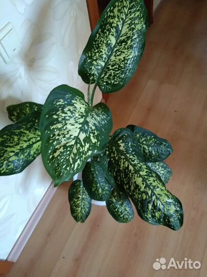 Диффенбахия