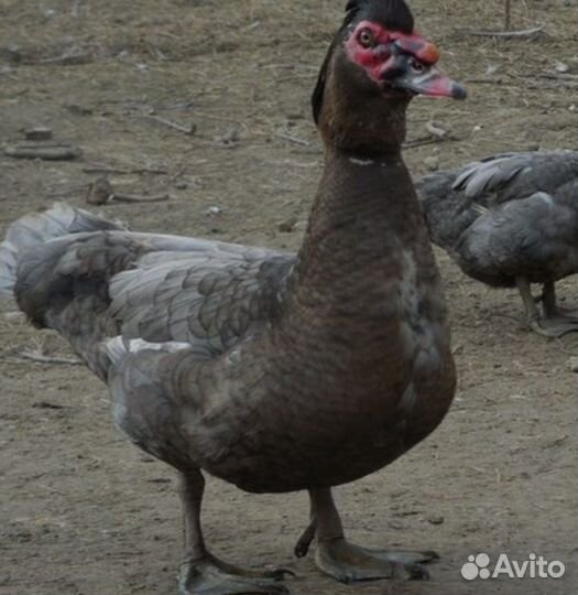 Мускусные утки тяжелые линии