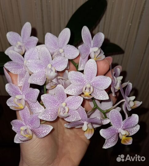 Орхидея фаленопсис Замбия(Литтл стар)