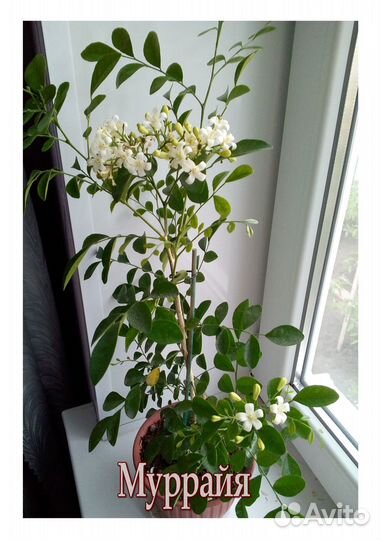 Муррайя ароматное растение