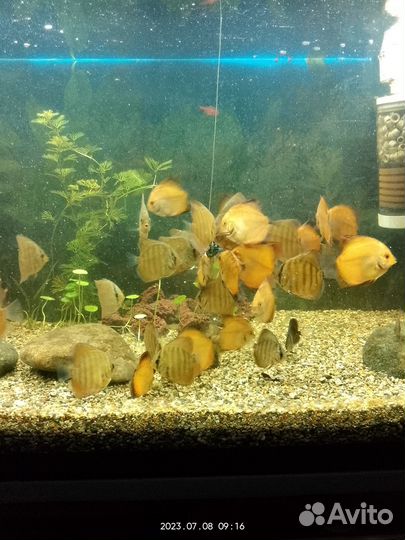Аквариумные рыбки дискусы
