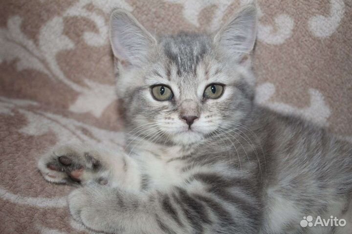 Шотландский котёнок девочка