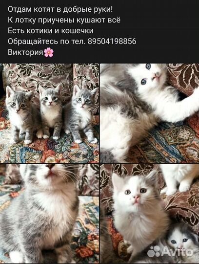 Кошка в дар