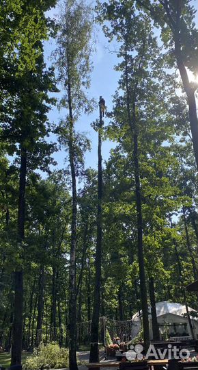 Спил деревьев, удаление, аварийные, сухие