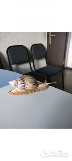 Улитки ахатины