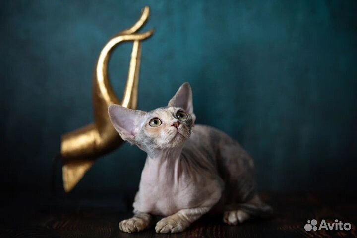 Кошечка Богатей-Ка