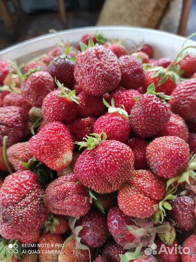 Рассада ремонтантной клубники,просто клубники