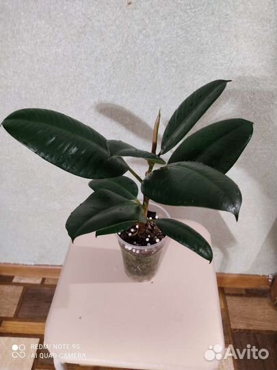 Хойя, алоказия, фиалки, крестовник, фикус