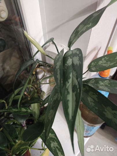 Комнатные растения