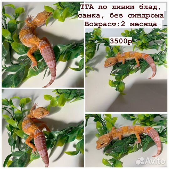 Эублефары 2023