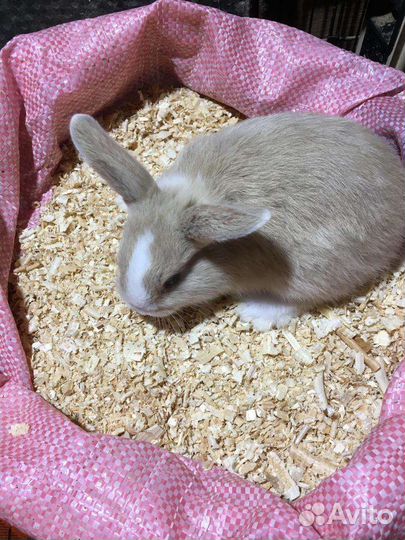 Крольчата месячные, карликовые