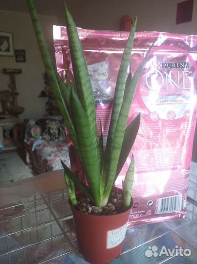 Сортовые сансиверии