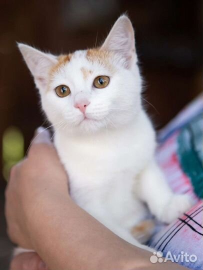 Милый Мартин