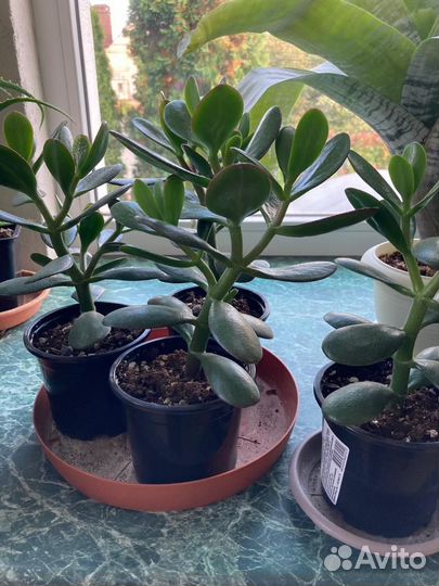 Красула/толстянка/денежное дерево