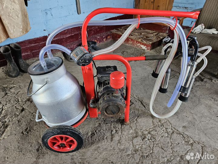 Корова дойная