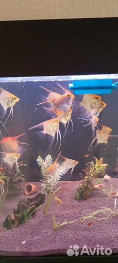Аквариумные рыбы