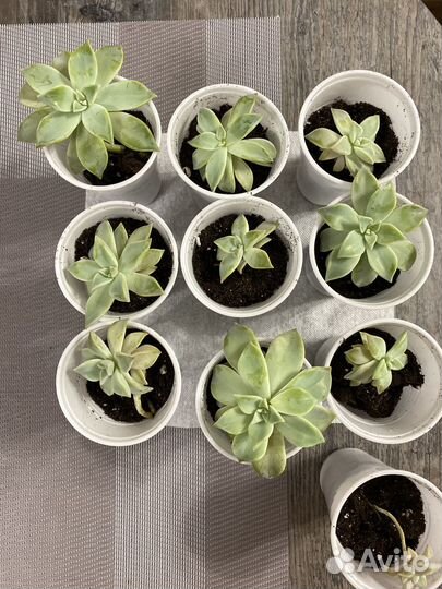 Суккуленты