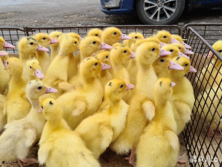 Муларды, утка Агидель, st5