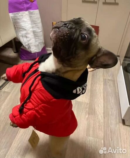 Одежда для собак