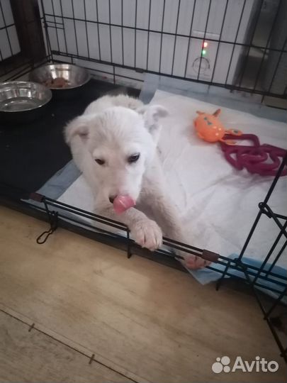 Умка. Щенок в добрые руки