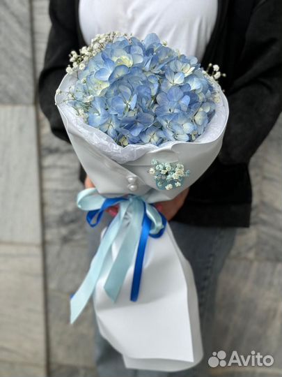 Гортензия на 1 сентября