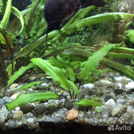 Криптокорина Вендта