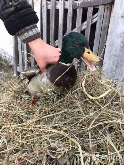Селезни и утки подсадные